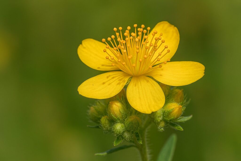 Naistepuna õisik Naistepuna õisik