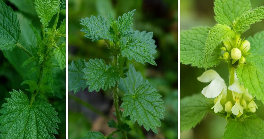 Nõgeste võrdlus Nõgeste võrdlus