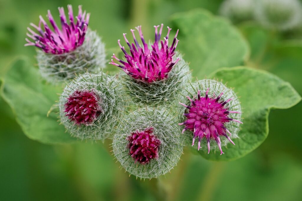 Takjas - õied lähedalt