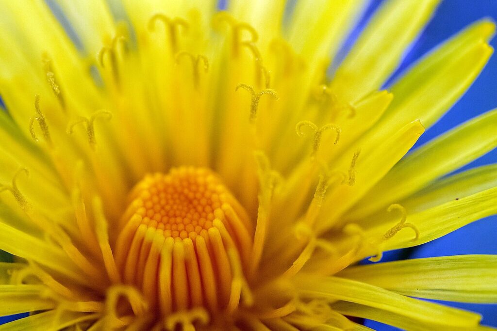 Võilill rahvapärimuses