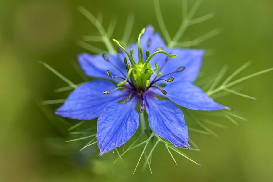 Mustköömneõli valimine