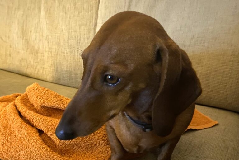 CBD kanepiõli korale kassile