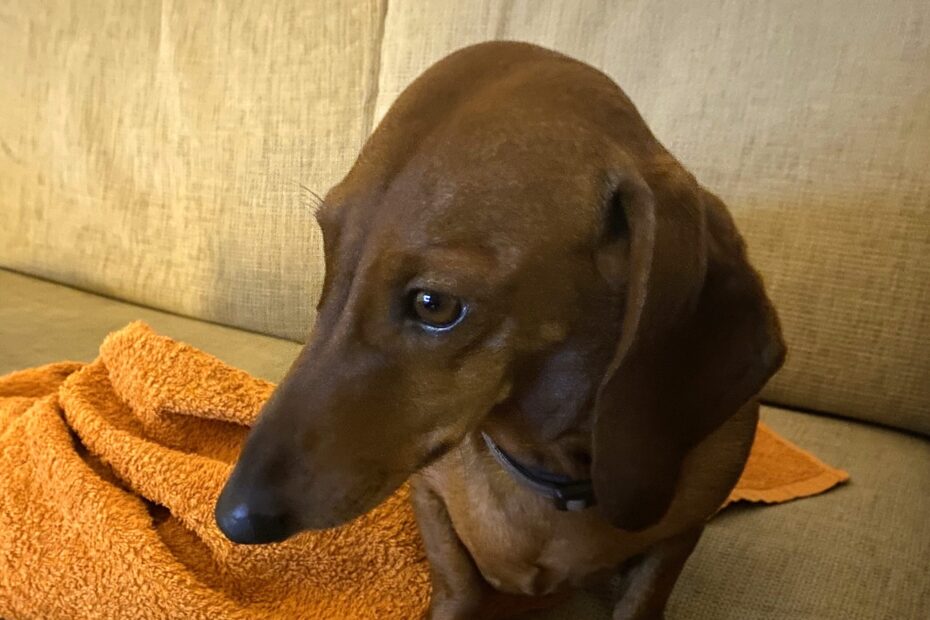 CBD kanepiõli korale kassile