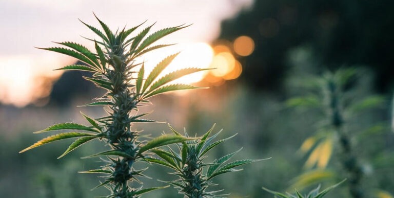 CBD kanepiõli nahale