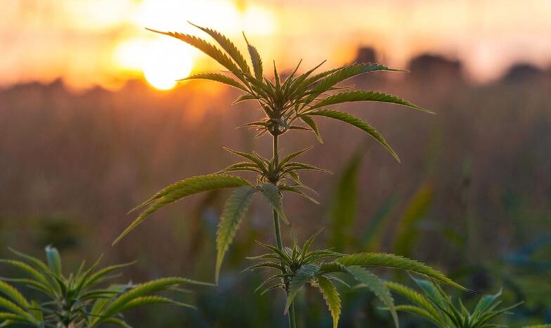 CBD kanepiõli nahahooldus