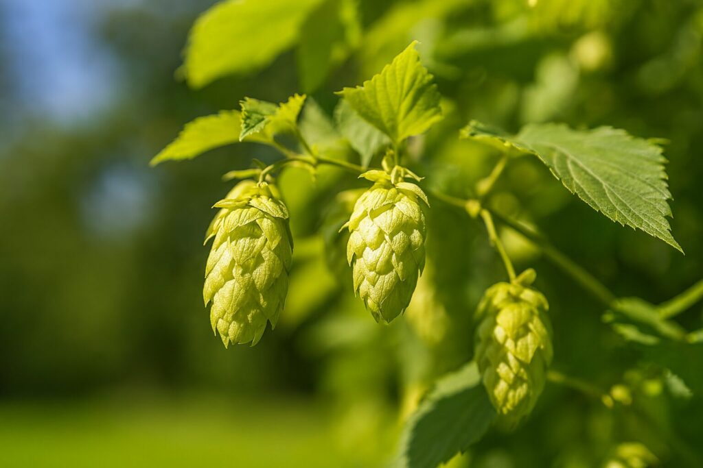 Humala kasvatamine Eestis