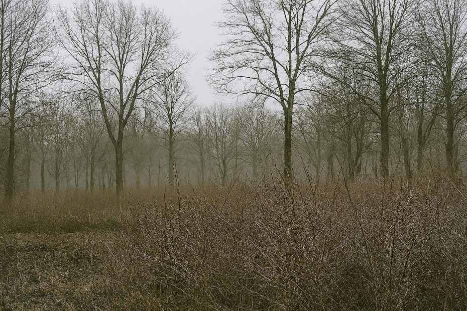 Milliseid ravimtaimi korjata detsembris