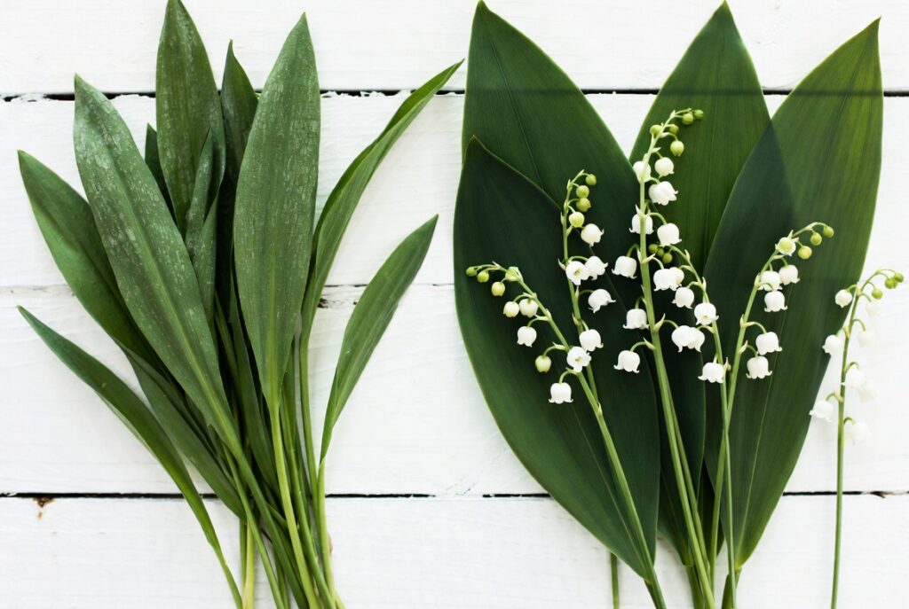 Karulauk vs maikelluke