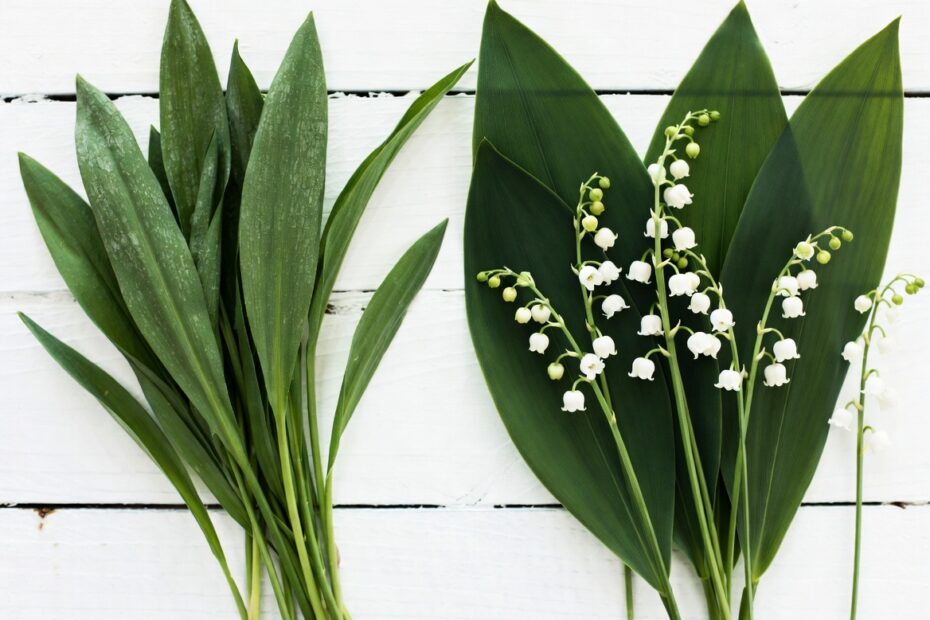 Karulauk vasakul, maikelluke paremal