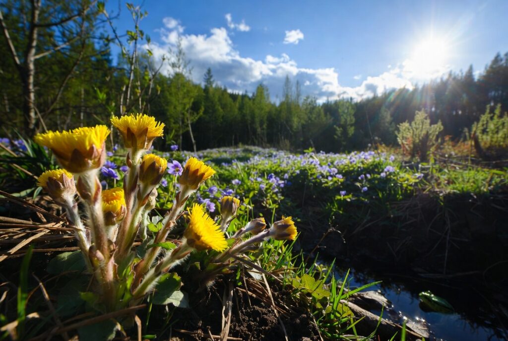 Milliseid ravimtaimi korjata märtsis - aprillis?