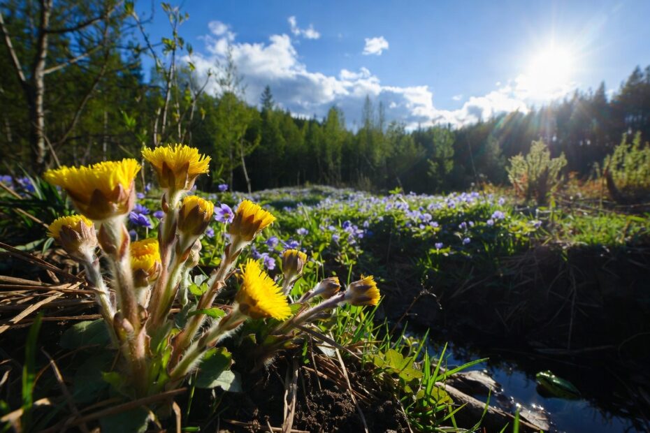 Milliseid ravimtaimi korjata märtsis - aprillis?