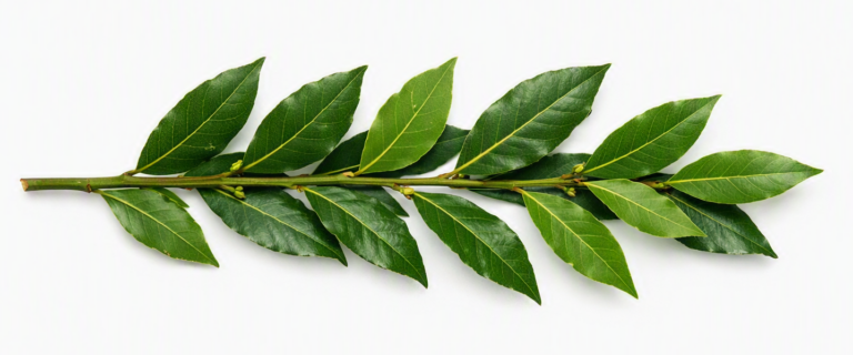 Loorberi kasutamine